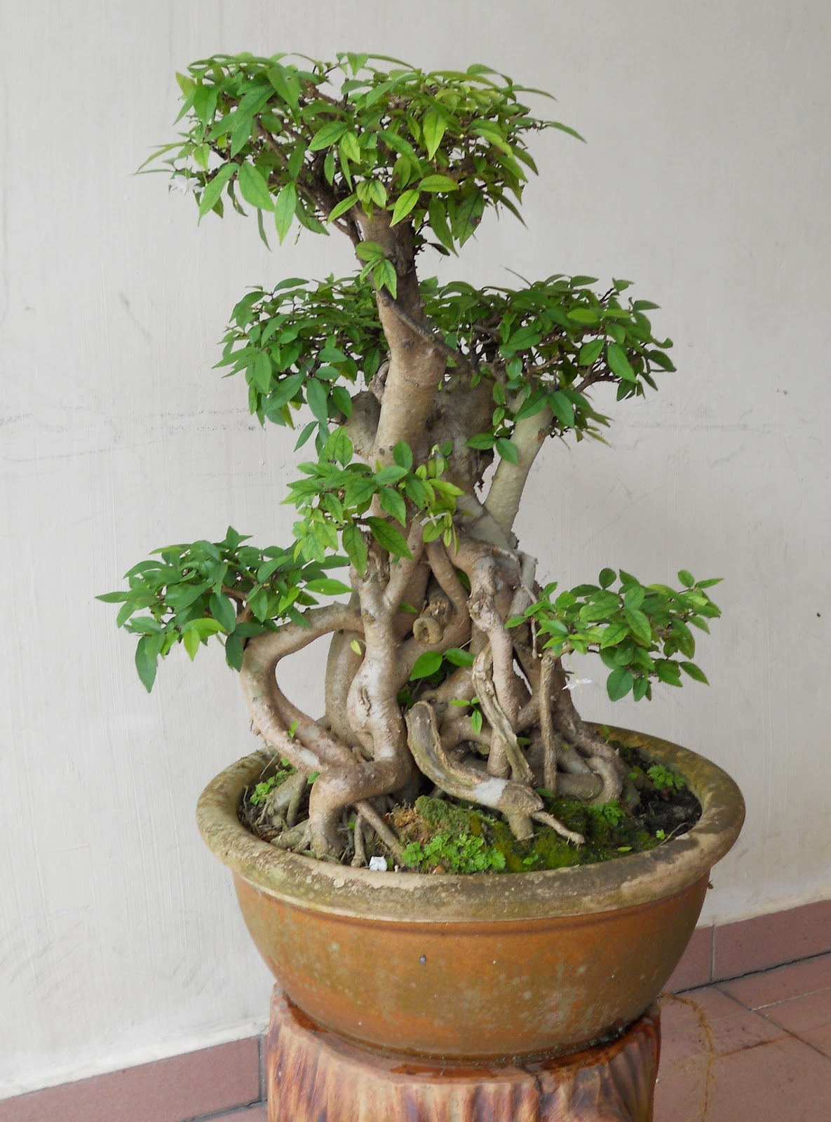  Keunikan BONSAI  kreativiti pemiliknya