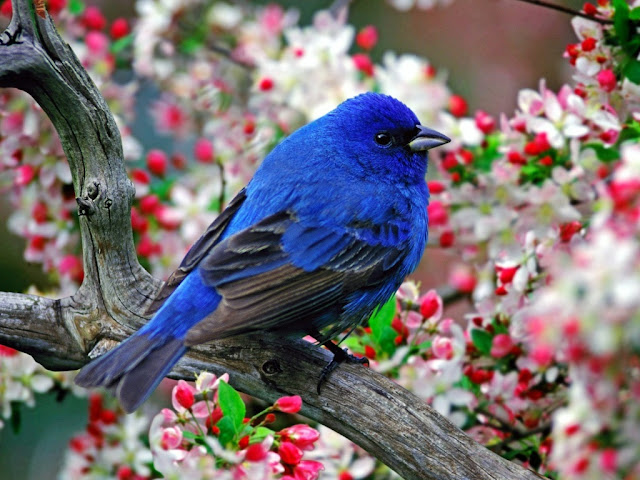 Blue Bird Sitting Around Flowers Wallpaper