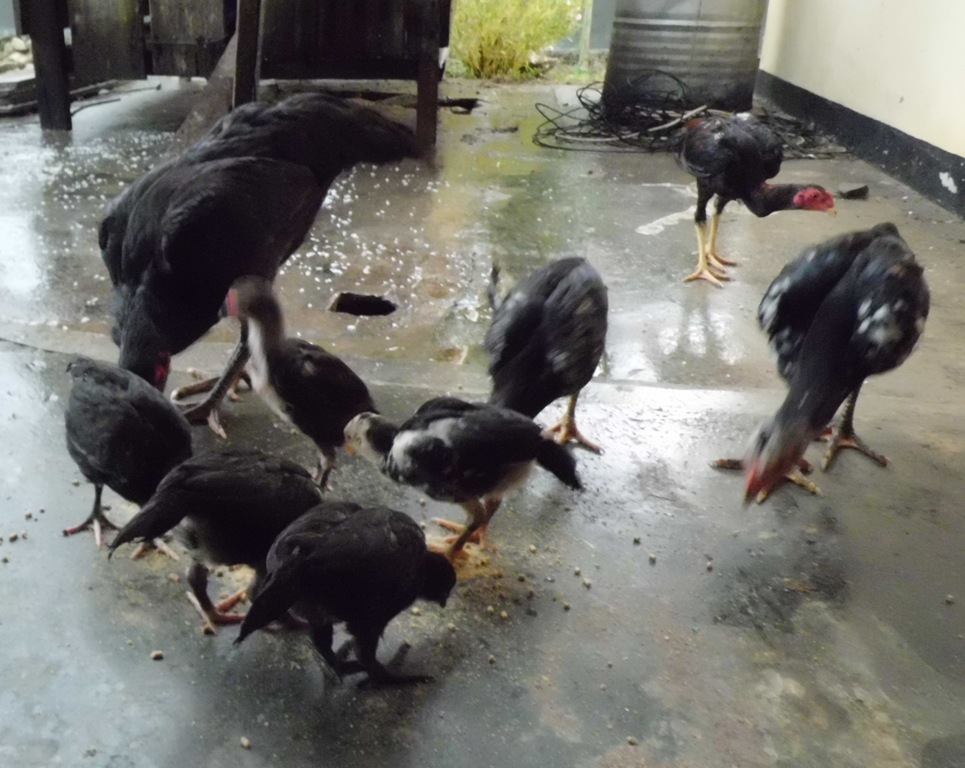 Foto Anak  Ayam  Peliharaan saya Ardi La Madi s Blog