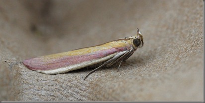 10_07_27_longfield_198_oncocera_semirubella