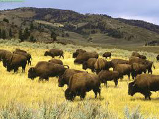 1,000 bison to be killed this winter