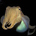  यह है एक अनोखी मछली cuttlefish