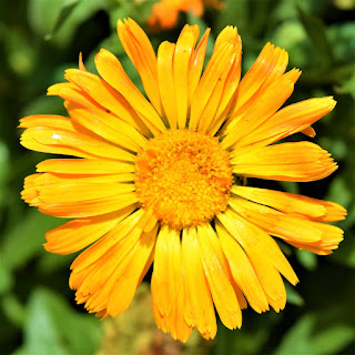 الآذريون Calendula