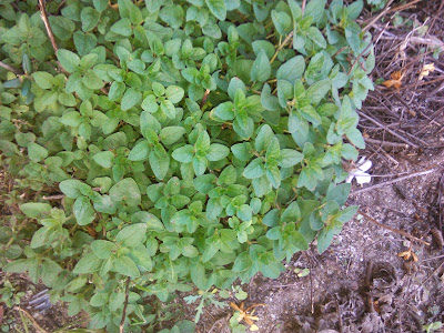 oregano