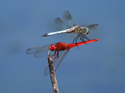 Scarlet skimmer and blue dasher locked in epic combat.