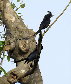 Greater Racket-tailed Drongo