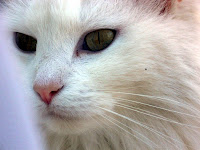 Barbara Watts' cat - Pepperstone Dr., Mocksville, North Carolina, USA - Fev/2007