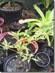Tanaman cabe sudah menghasilkan cabe tinggal petik