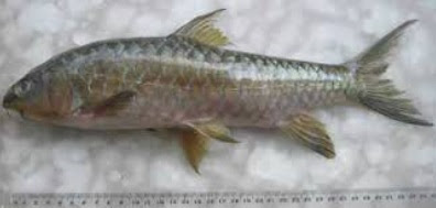 Melek Perikanan Ikan Semah Atau Mahseer Klasifikasi 