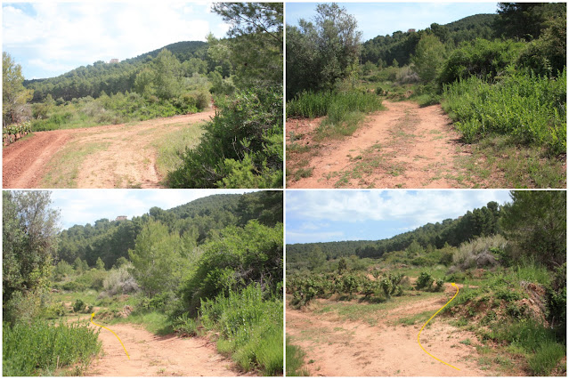 ARBRES SINGULARS A L'ALBÀ-AIGUAMÚRCIA-ALT CAMP, Camí de la Masia de Cal Manco en direcció al Maset de Cal Güell