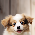 Super Cute Puppies X: 4K Full HD Wallpapers for Android & iPhone