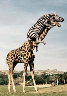 Funny Animals - Giraffe and Zebra