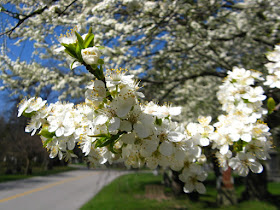 American Plum Prunus americana blooms at Mount Pleasant Cemetery by garden muses--not another Toronto gardening blog