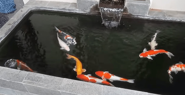 Ikan koi berenang di kolam minimalis dengan latar belakang batu alam