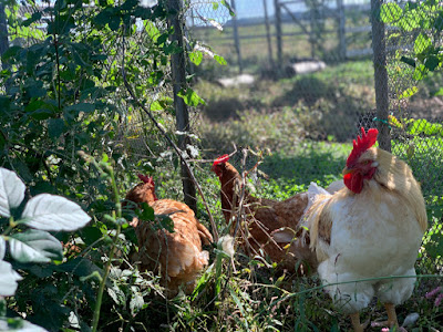 Chickens on a solar sharing farm in Tsukuba, Japan.