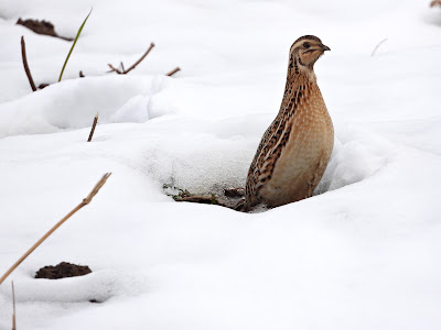 Japanese Quail at the Xiang River