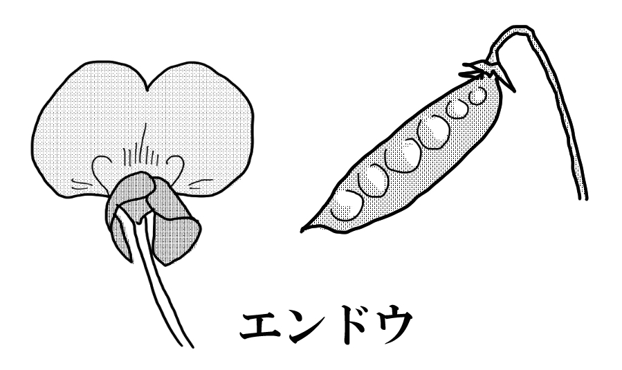 放課後の夕焼け 中学理科のどっちだっけ 合弁花と離弁花