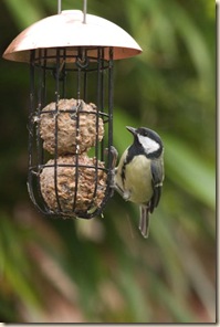 birds and feeders-6