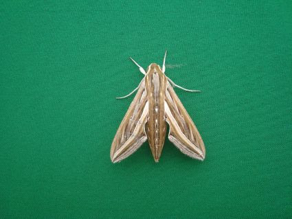 moth2