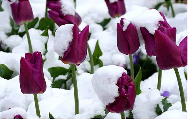 The tulips in the snow