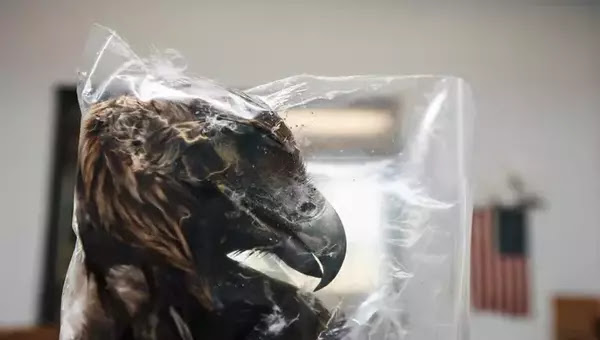 golden eagle,eagles,eagle,eagle attacks,eagle attack,golden eagle attack,bald eagle,which is stronger bald eagle or golden eagle?,do bald eagles and golden eagles fight?,what's bigger harpy eagle or golden eagle?,eagles attack,largest eagle,golden eagle attacks deer,top 10 eagles hunt their prey without mercy,golden eagles,golden eagle versus deer,facts about golden eagles,golden eagle fight,harpy eagle,eagle vs fox,eagle hunting