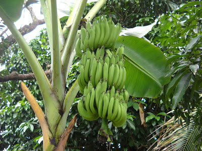 Foto Gambar Pohon  Buah Pisang Unik Aku Buah Sehat GambarmuGo