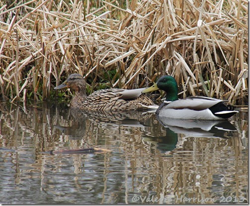13-mallards