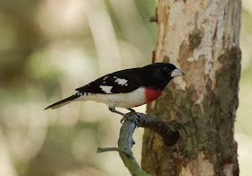 Rose-breasted Grosbeak - Hartwick Pines, Michigan, USA