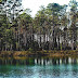Apalachicola National Forest - Florida National Forest