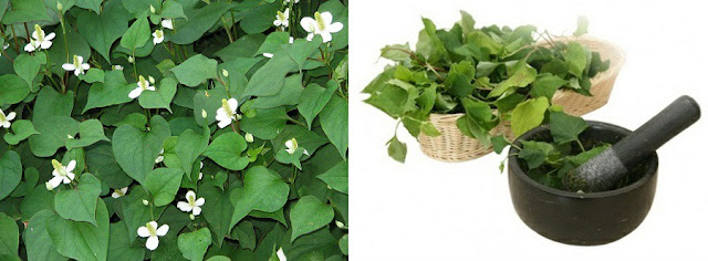 GIẤP CÁ - Cây diếp cá, Cây lá giấp, Ngư tinh thái, Ngư tinh thảo, Co chào pia, Rau diếp tanh, Râu trầu, Chờ hờ mía, Co vầy mèo.