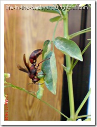 wasp caught and cut its prey 3