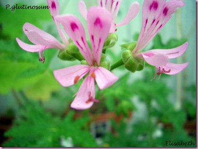 Pelargoner Juli 09 026