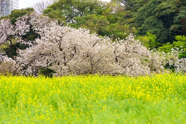 菜の花と桜～浜離宮恩賜庭園