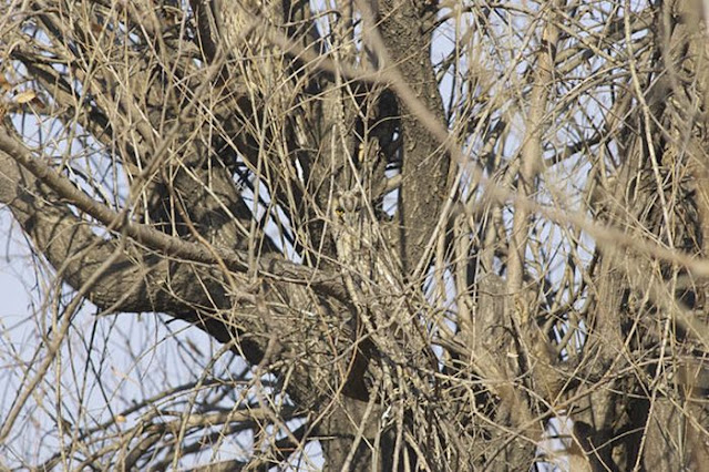 Owl camouflage, camouflaged owls