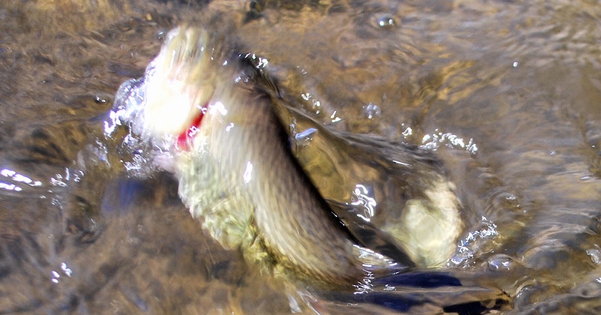 Salmon Eggs Over Power Bait and Worms for Trout - Litton's Fishing Lines