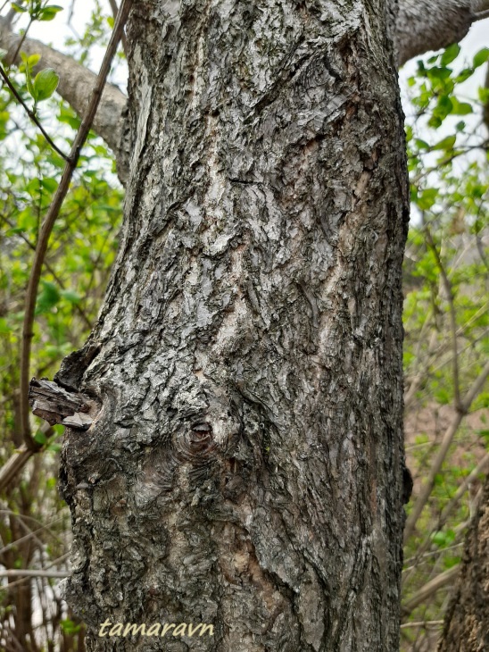 Конский каштан голый / Конский каштан гладкий (Aesculus glabra)