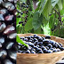benefits of black plum শুধু হজমশক্তি বাড়ায় না,কালো জামের নানা উপকার জানলে চমকে যাবেন।       