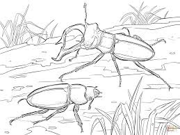 Rhinoceros beetle Coloring pages On Jungle