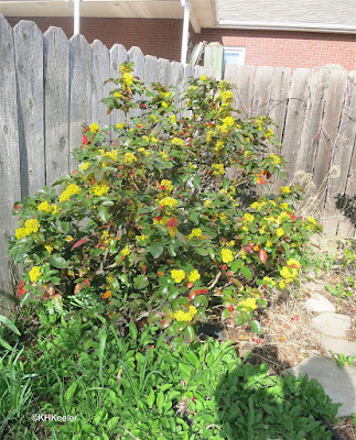 creeping Oregon grape