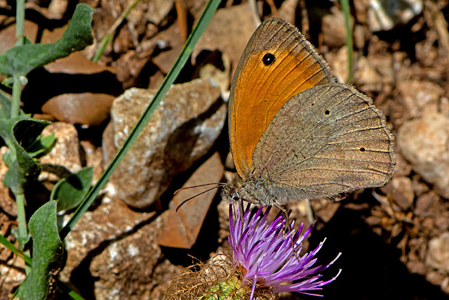 Maniola jurtina the Meadow Brown butterfly