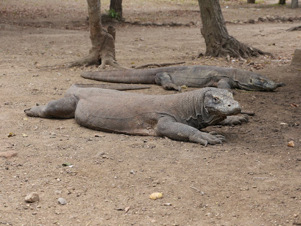 Komodo Dragons: Endemic Animal in Indonesia