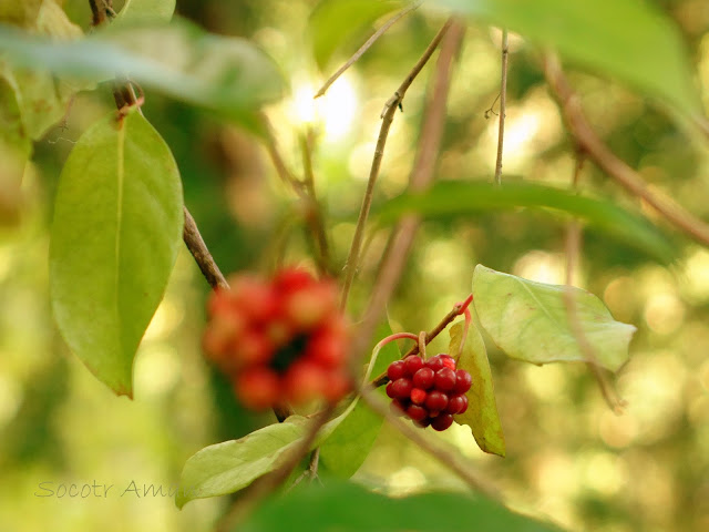 Kadsura japonica