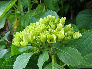 Hortensia (Hydrangea macrophylla (Thunb.) Ser.)