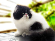 Persian Cat (kucing persian hitam putih)