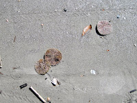 Sand Dollars Hilton Head