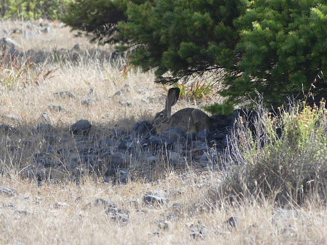 big ears in the shade