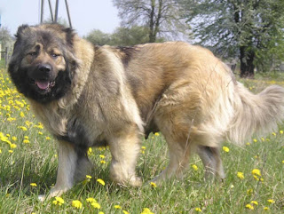 Dog breed caucasian mountain shepherd bigest