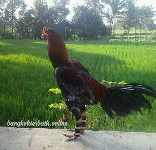  Cara sederhana membuat barbel ayam bangkok aduan