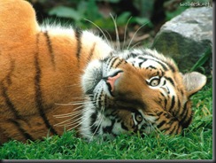 tigre