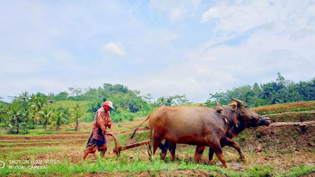 Kurang Tertarik Pakai Traktor, Mbah Kus Lestarikan Bajak Sawah Dengan Kerbau Pertanian Ponorogo